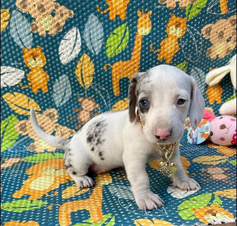 miniature dachshund puppies