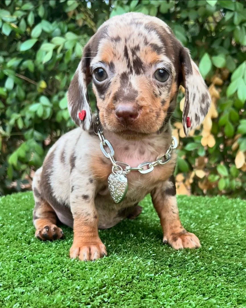 miniature dachshund puppies for sale