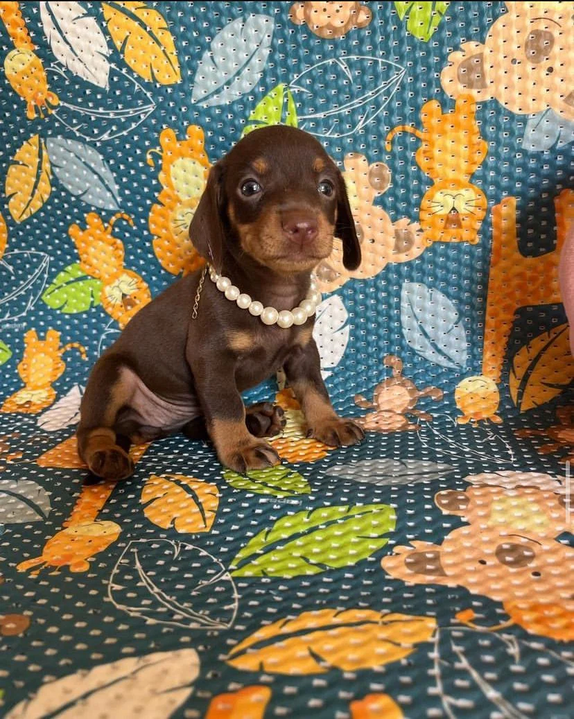 miniature dachshund puppies for sale